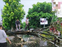 Personel Polsek Sakra, Polres Lombok Timur Bersihkan Pohon Tumbang Yang Menghalangi Jalan Raya