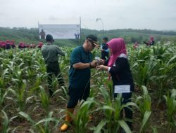 Gerakan Menanam Pohon Indonesia oleh llKP KPH Padangan